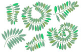 Fototapeta Sypialnia - A set of branches with leaves of different configurations for your projects. Collection in flat style.  The theme of ecology and love for nature, nature conservation. Vector illustration