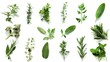 A collection of aromatic herbs, freshly picked and ready to infuse your dishes with flavor. Isolated on pure white background.