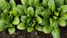 Spinach - Spinacia Oleracea - Young Tender Delicious Plants Growing In Nutrient Rich Dirt Soil Or Earth,  Green Leaves Viewed From Above, Ready To Be Harvested For Human Consumption