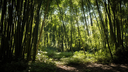  bamboo forest in the morning.