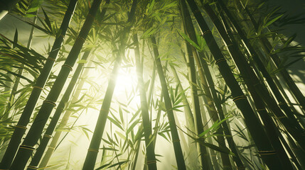 Wall Mural - bamboo forest in the morning.