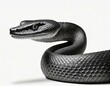 Close-up of the face of the deadly black mamba