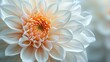 Pure Beauty: Close-Up of White Dahlia Flower