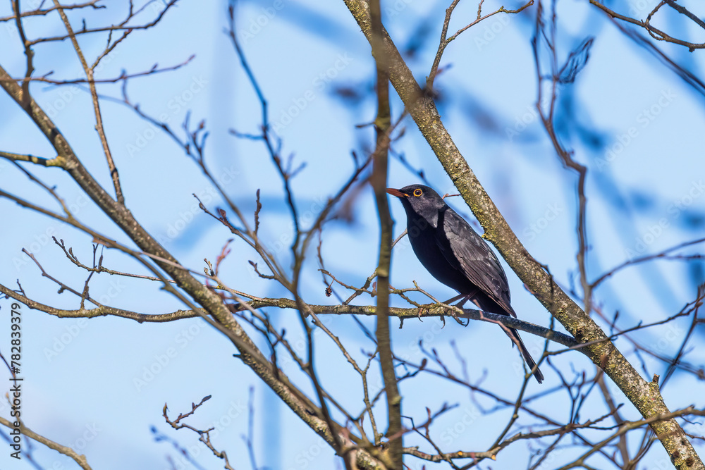 Blackbird perched on a tree branch at spring