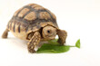 © Aekkaphum - Cute small baby African Sulcata Tortoise in front of white background, African spurred tortoise isolated white background studio lighting,Cute animal