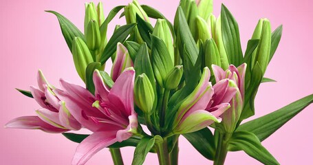 Canvas Print - Time Lapse of blooming lily flower