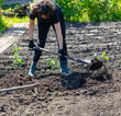 © schankz - A woman digs soil with a shovel in the garden in the spring
