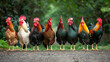 A group of roosters are standing in a row, with some being brown and others being black. The roosters they are all standing on a dirt road. Vibrant group of roosters posing together on a farm