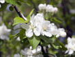 (Malus sylvestris) Close-up of wild apple flowers with white petals, protruding yellow stamens surrounded by small oval leaves with slightly toothed margins