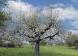 Beautiful spring flowering of an European wild apple tree (Malus sylvestris) in the middle of a green and flowery orchard