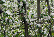(Malus domestica) Spring flowering of domestic orchar apple trees or Apple trees. Clusters of white flowers pink tinted between a dark green foliage with slightly toothed margins 

