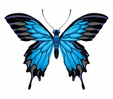 Butterlfy Top View Vector Isolated Animal