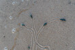 Above view of journey of living things. Snails travel on wet sand. Traces of snails travel like trees and branches. 