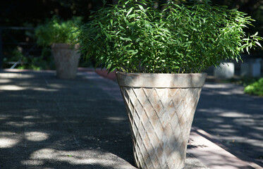 Wall Mural - Green leaves in a pot decorated in a park square on a sunny day