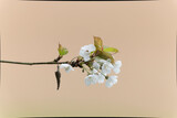 Fototapeta Dmuchawce - Cherry blossom in early spring