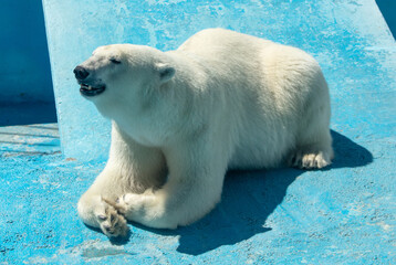 Canvas Print - Portrait of a polar bear in the zoo