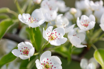 Sticker - Flowers on a pear tree in spring. Close-up