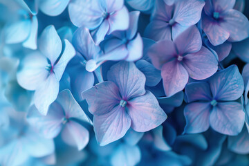 Poster - Closeup of blue hydrangea flowers. Floral background. Created with Generative AI technology.