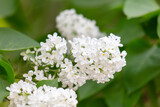 Fototapeta Pomosty - White lilac flowers on a tree in spring
