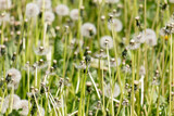 Fototapeta Kwiaty - Fluffy dandelions in nature in spring