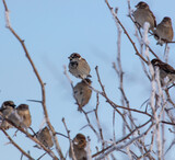 Fototapeta Pomosty - Sparrows on snowy tree branches in winter