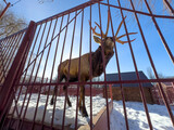 Fototapeta Kwiaty - Deer in the snow at the zoo in a cage