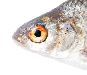 Wall Mural - Close up of roach fish isolated on white background