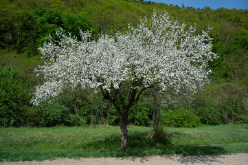 Poster - Prächtige Baumblüte in der Wachau