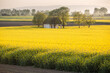 Canola field with old farm house in sunset