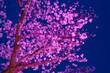 夜陰を彩る小金井公園の夜桜ライトアップ