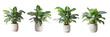 Collection of calathea house plant on transparent background. Generative ai design art.