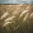 © Benjaporn - grasses in an idyllic field blowing over with strong wind - 1