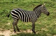 The zebra, with its distinctive black and white stripes, roams the African savannah in herds, grazing on grass.