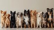 A diverse group of eight adorable dogs sitting side by side against a neutral background, showcasing a range of breeds and expressions. 