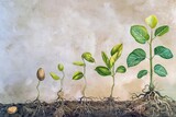 Fototapeta  - Illustration of the life cycle of a seedling: from seed to seedling