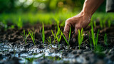 Fototapeta Do przedpokoju - farmer hand planting a rice seedling in a lush green paddy field