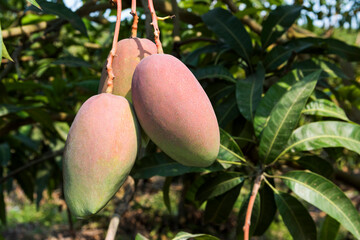 Wall Mural - Close-up of mango fruits on the mango tree in Pingtung, Taiwan.