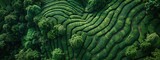 Fototapeta Londyn - Aerial view of a tea plantation field, with a green color tone.