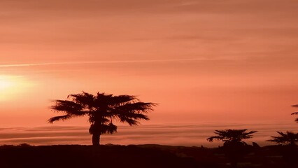 Wall Mural - Silhouettes of palm trees in beautiful orange sunset sunrise sky.