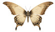 PNG Butterfly butterfly drawing animal