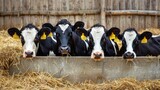 Fototapeta Londyn - Dairy cows eating hay in the barn yellow tags on their ears.
