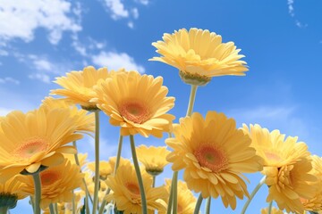 bright yellow gerbera flowers contrast with the bright blue sky and soft sunlight