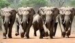 A-Group-Of-Elephants-Marching-In-Unison-