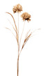 PNG Dried flower asteraceae blossom plant.