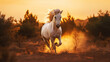 White Arabians horse run gallop in dust aganist blue sky. Fast and strong animal