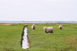 Dike sheep on symmetrical coastal landscape