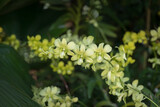 Fototapeta Storczyk - Yellow Dendrobium orchids bloom in a tropical garden, set against a backdrop of blurred foliage. 