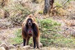 Majestic alpha male of endemic animal monkey Gelada baboon. Theropithecus gelada, Debre Libanos, Simien Mountains, Africa Ethiopia wildlife