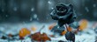 black rose in the snow, autumn leaves covered in snow in the background. 