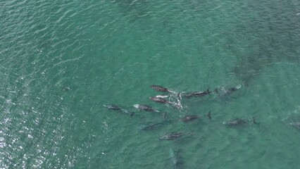 Wall Mural - playful pod of dolphins aerial footage in Cortez sea, Baja California Sur Mexico